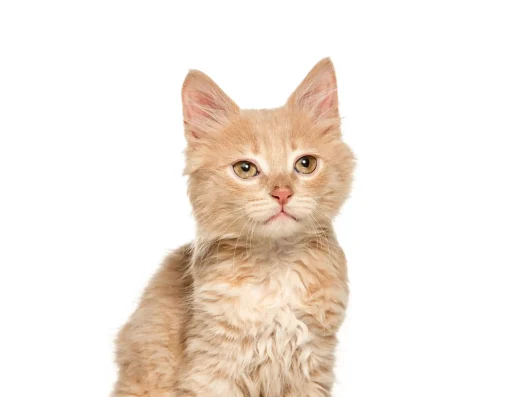 Pet Market Roccalumera: Il Negozio di Fiducia per il Tuo Animale