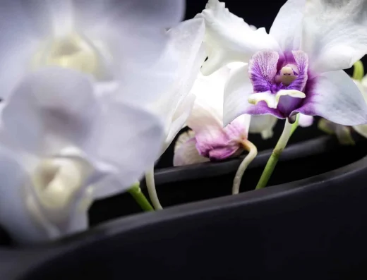 Onoranze Funebri Prinzi: Agenzia Funebre a Messina