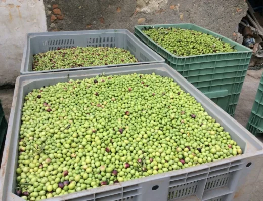 Antico Borgo Oliveto – Frantoio, Oleificio e Palmento a Rometta (ME)