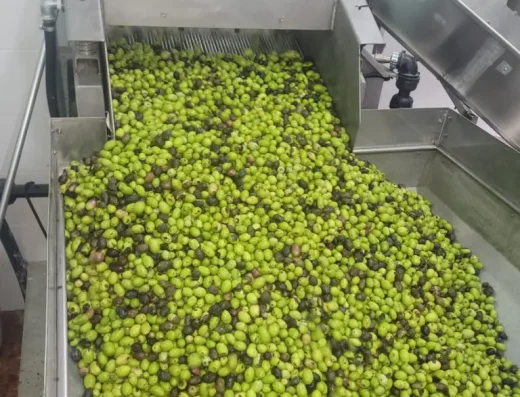 Frantoio Todaro Francesco: Molitura Olive a Messina dal 1915