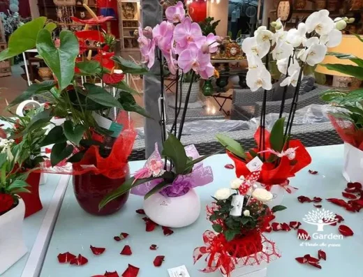 My Garden Messina: Vivaio, Piante e Arredo Giardino da 35 Anni