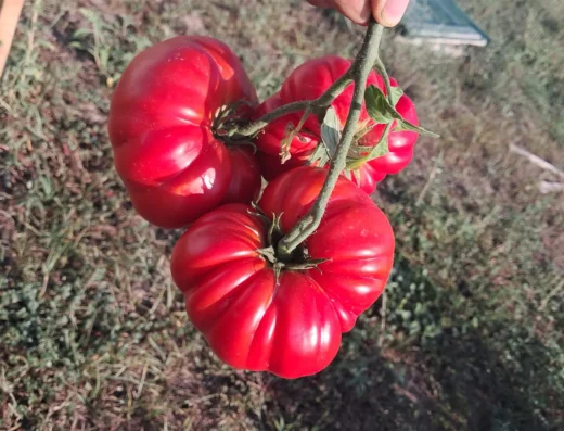 Azienda Agricola Scolaro: Frutta Tropicale e Ortaggi Freschi a Messina