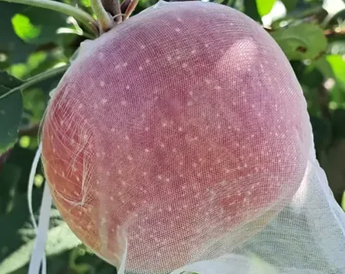 Azienda Agricola Scolaro: Frutta Tropicale e Ortaggi Freschi a Messina