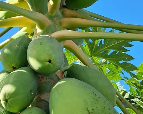 Azienda Agricola Scolaro: Frutta Tropicale e Ortaggi Freschi a Messina
