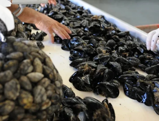 S.A.CO.M. Messina: Vendita e Allevamento di Molluschi Freschi