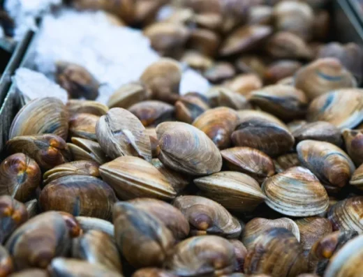 S.A.CO.M. Messina: Vendita e Allevamento di Molluschi Freschi