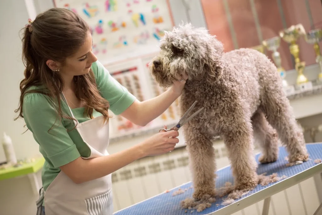 New Cucciolo Messina: Pet Shop, Alimenti per Animali e Toelettatura in Via Marco Polo