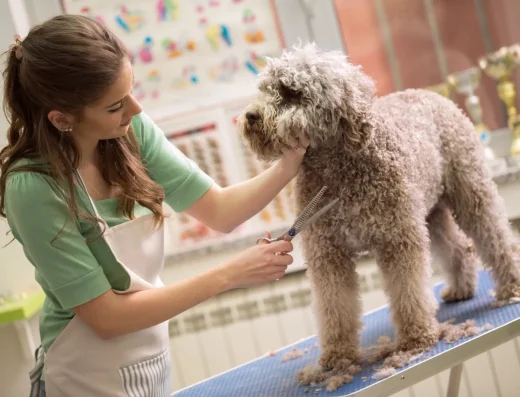 New Cucciolo Messina: Pet Shop, Alimenti per Animali e Toelettatura in Via Marco Polo