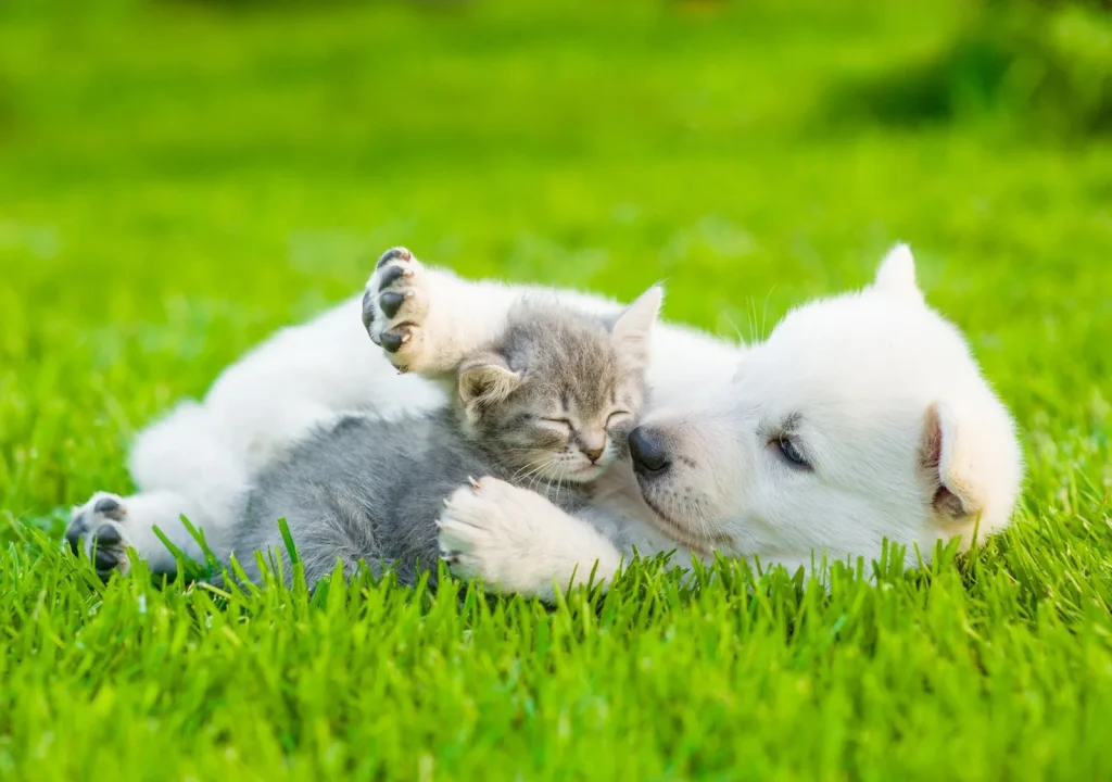 New Cucciolo Messina: Pet Shop, Alimenti per Animali e Toelettatura in Via Marco Polo