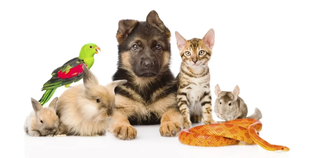 New Cucciolo Messina: Pet Shop, Alimenti per Animali e Toelettatura in Via Marco Polo