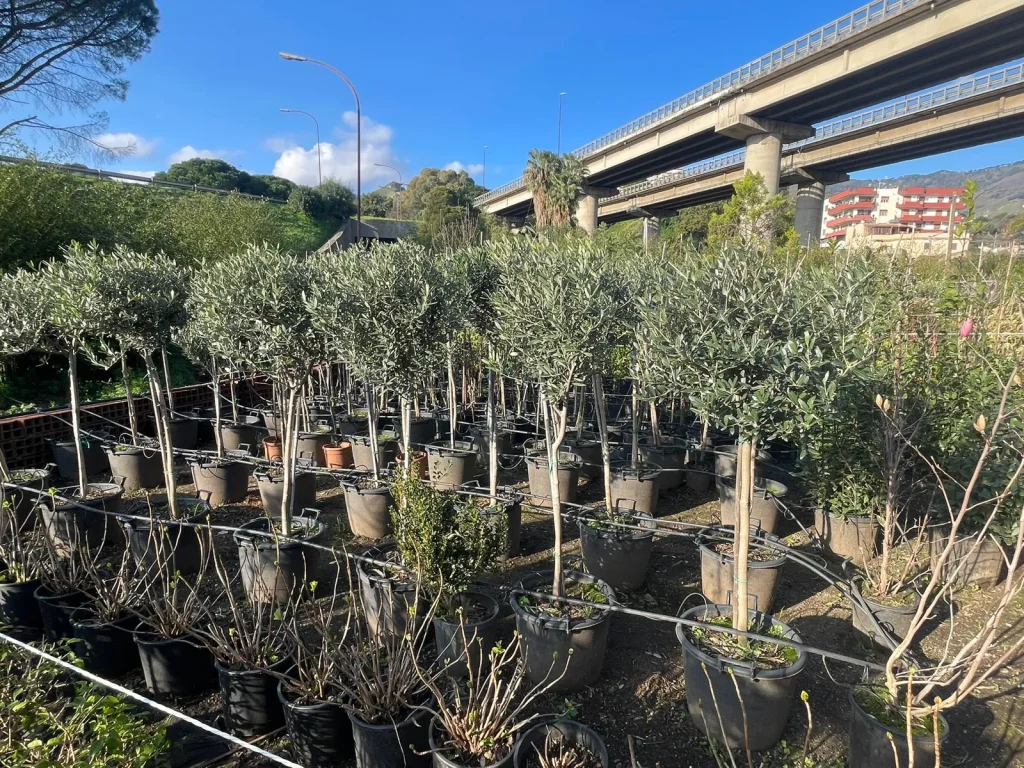 Vivai Calatozzo Messina: Piante, Fiori e Vivaio all’Ingrosso e al Dettaglio