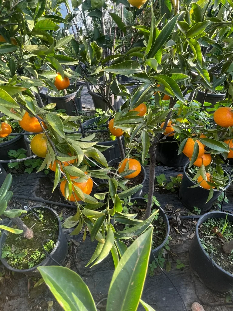 Vivai Calatozzo Messina: Piante, Fiori e Vivaio all’Ingrosso e al Dettaglio